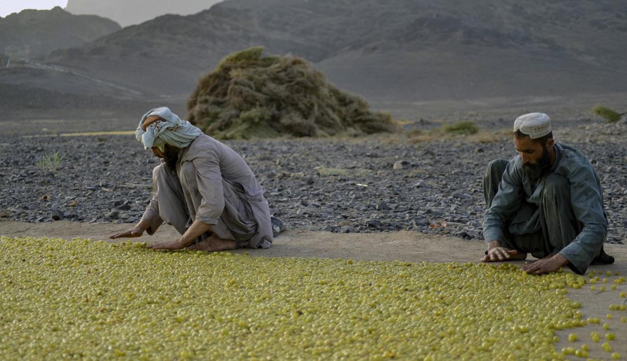 Petani meletakkan anggur ke tanah untuk dikeringkan saat membuat kismis di Kandahar, Afghanistan, 6 September 2021. (JAVED TANVEER/AFP)