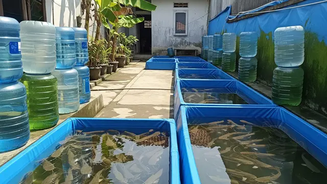 Usaha Ternak Ikan di Rumah Sempit Ikan Patin