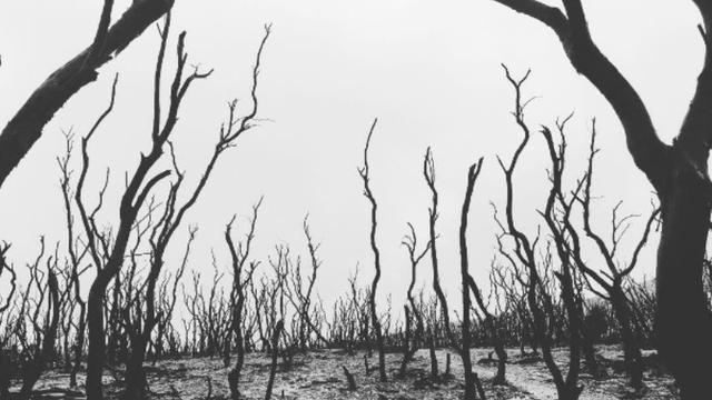 Hutan mati di Gunung Papandayan