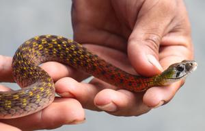 Ular Picung (Rhabdophis subminiatus) merupakan salah satu jenis ular merah yang ada di Indonesia (Wikimedia Commons)