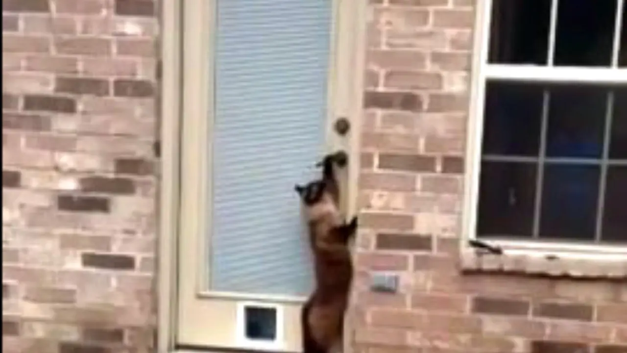 Kucing Pintar Membuka Pintu Rumah