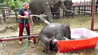 Seekor anak gajah tidak dapat menyembunyikan rasa gembiranya bermain air di penangkaran.