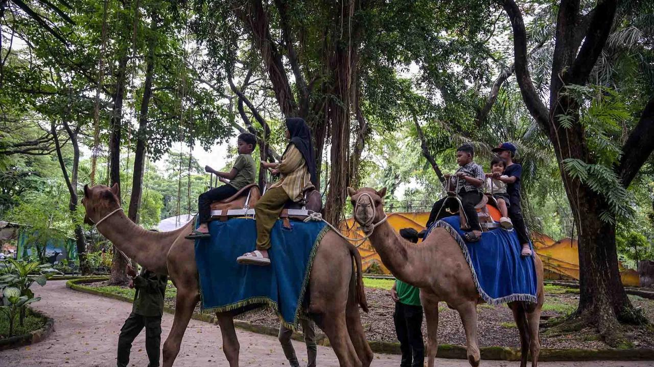 FOTO: Kebun Binatang Surabaya Jadi Pilihan Wisata Edukatif Selama Libur Akhir Tahun