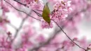 <p>Mata putih Jepang, juga dikenal sebagai Mejiro, meminum nektar bunga sakura di Tokyo, Jepang, Rabu, 23 Maret 2022. Orang-orang di seluruh Jepang merayakan puncak musim melihat bunga sakura minggu ini tanpa pembatasan COVID-19 untuk pertama kalinya dalam dua tahun. (AP Photo/Shuji Kajiyama)</p>