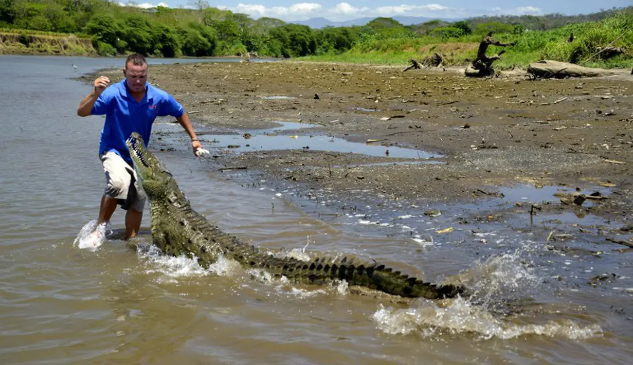 Seorang petugas sedang bermain dengan seekor buaya di tepi Sungai Tarcoles, Rio Grande, Kosta Rika, Jumat (13/3/2015). Buaya menjadi daya tarik objek wisata Sungai Tarcoles. (AFP Photo/Ezequiel Becerra) 
