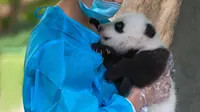 Dicari Pemeluk Panda Bergaji Rp 450 Juta, Tertarik?