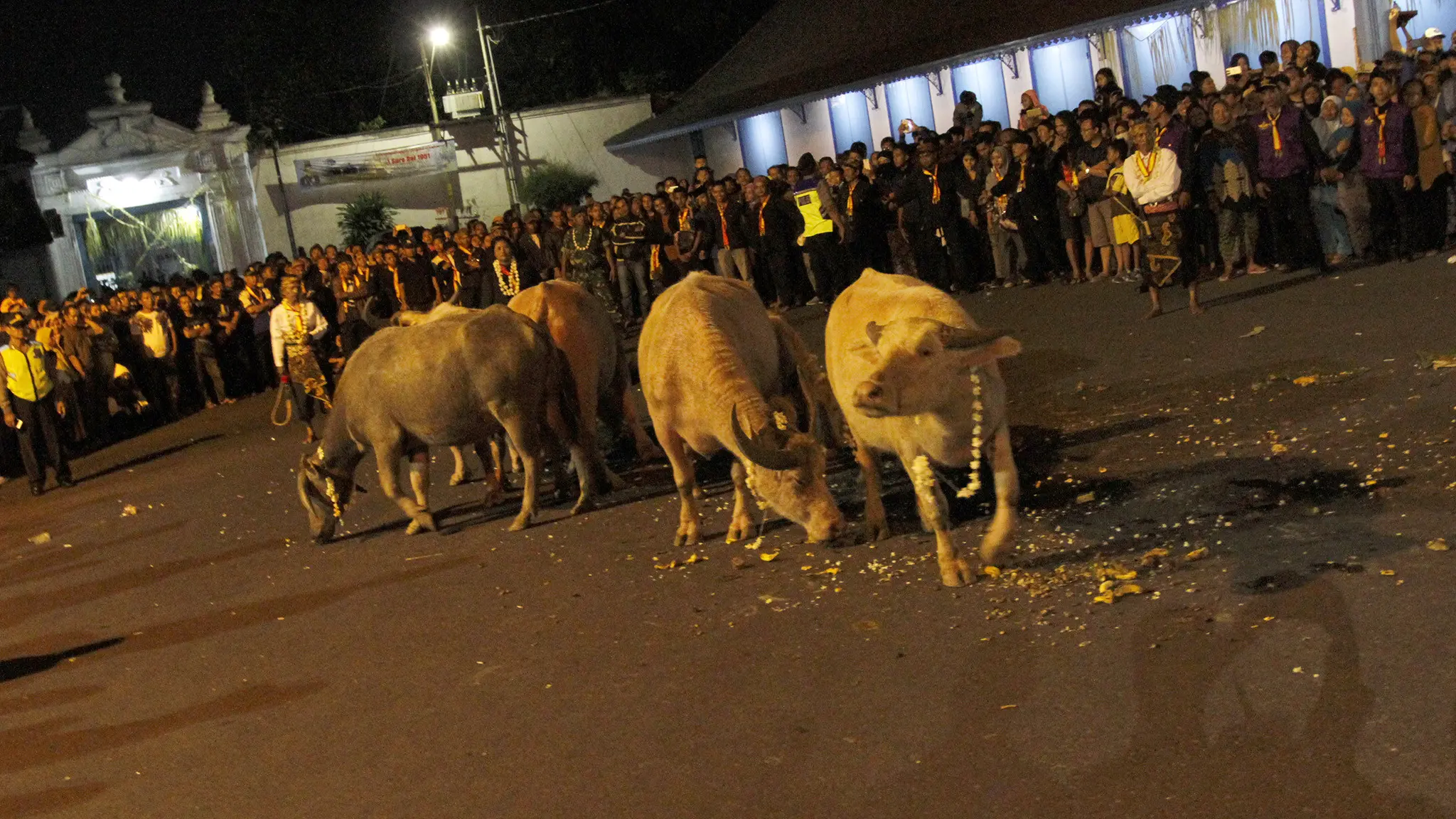 Kirab kerbau bule selalu identik dengan kirab pusaka di Keraton Kasunanan Surakarta yang digelar setiap perayaan malam 1 Sura yang digelar pada Kamis malam (21/9).(Liputan6.com/Fajar Abrori)