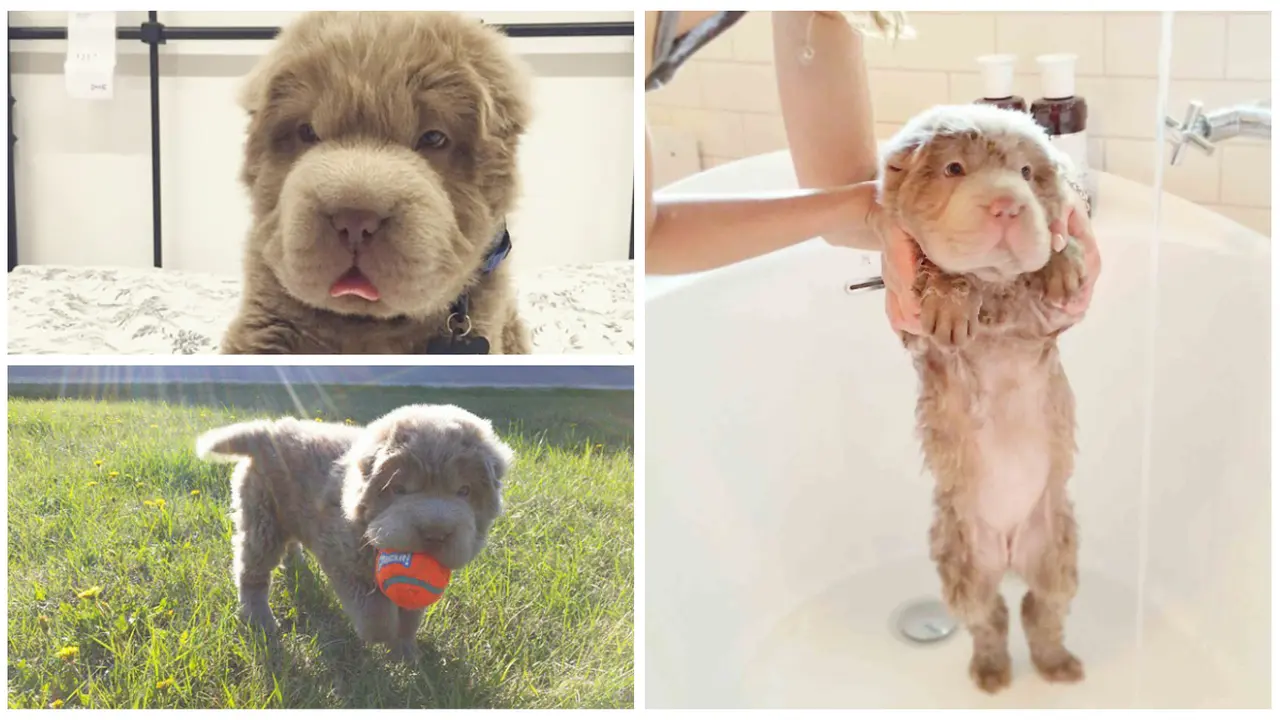 Lucunya Anjing 'Tonkey' Mirip Beruang