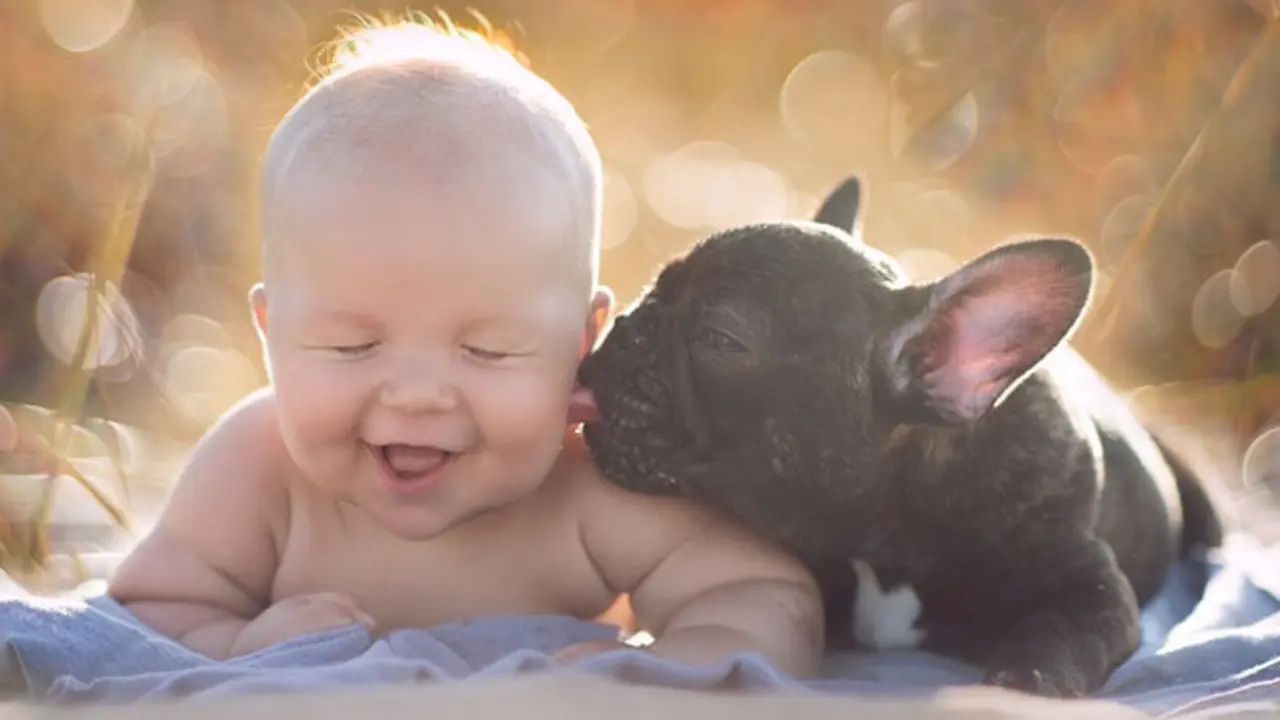 Bayi laki-laki, Dylan dan anak anjing Bulldog, Farley terlihat akrab layaknya sahabat