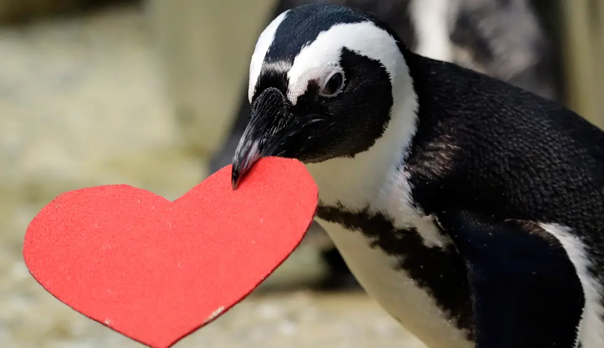 Seekor penguin menerima sarang dengan bentuk hati di Akademi Ilmu Pengetahuan California yang terletak di San Francisco, Selasa (13/2). Kado tersebut sebagai bentuk perayaan hari Valentine atau kasih sayang. (AP Photo/Marcio Jose Sanchez)