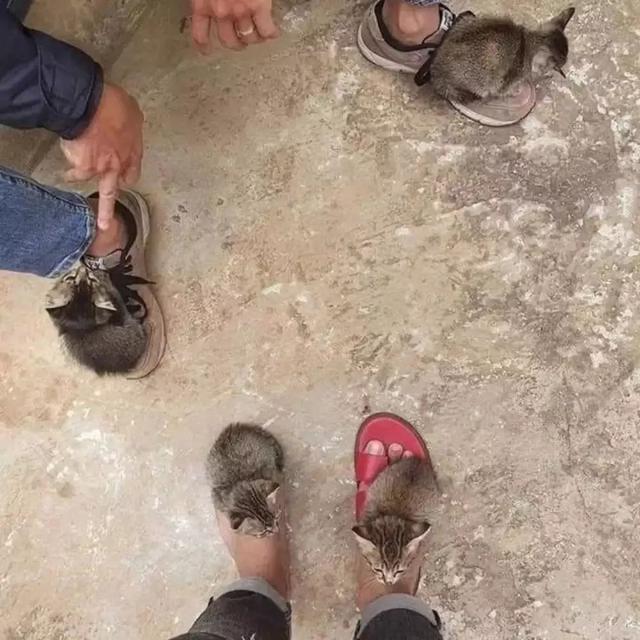 7 Momen Nyeleneh Orang Manjakan Hewan Peliharaan Ini Kocak Banget