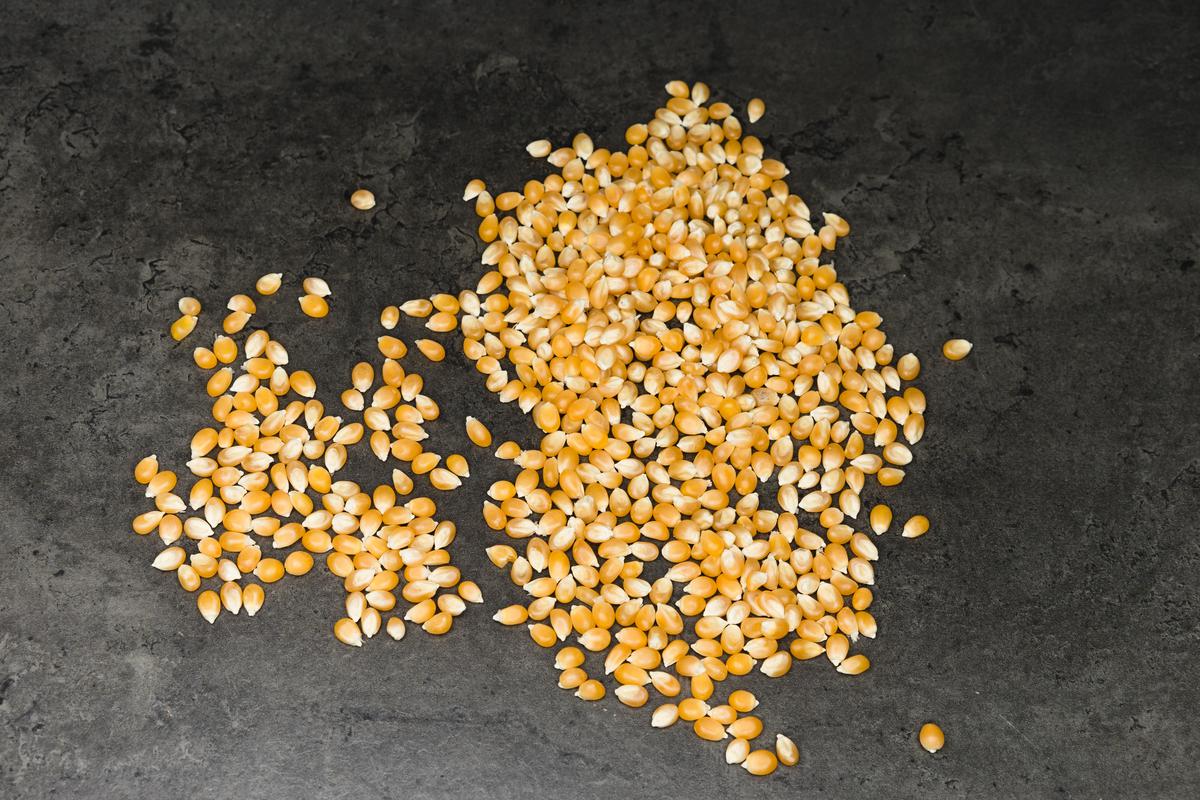 Contoh ilustrasi biji jagung manis yang masih dalam keadaan bagus