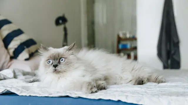 Himalayan
