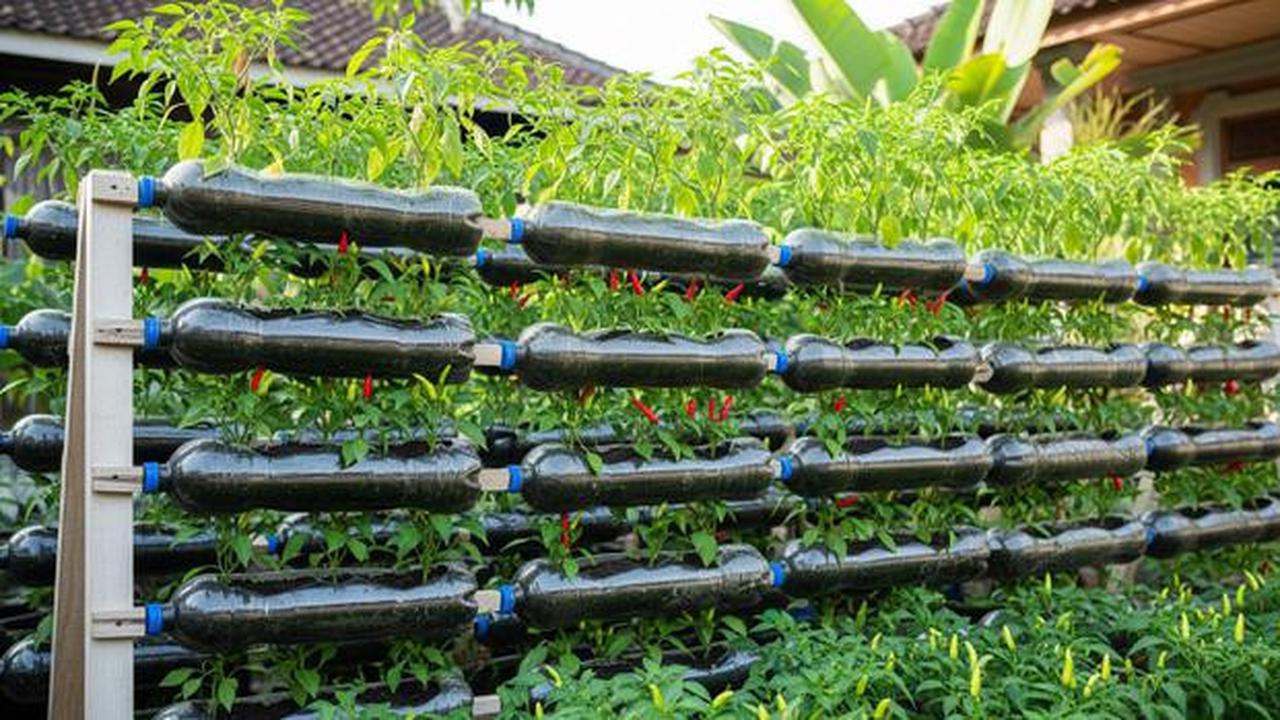 9 Inspirasi Kebun Cabai Rawit dari Wadah Bekas Dapur, Hemat dan Ramah Lingkungan