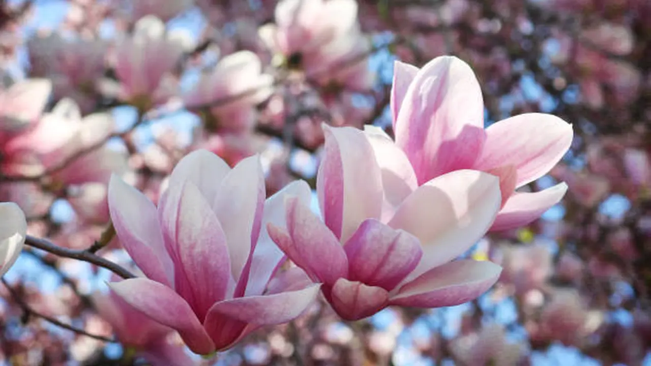 Ilustrasi Bunga Magnolia