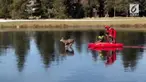 Seorang pemadam kebakaran menyelamatkan seekor rusa yang terjebak di atas kolam beku