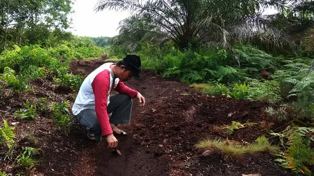 Harimau Bonita