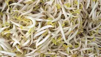 Beda Kecambah dan Tauge, Pahami Bentuk dan Kandungan Nutrisinya