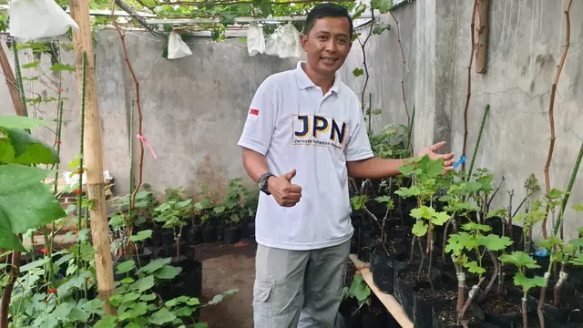 Yosep Mulyana (36), petani milenial asal Garut, Jawa Barat, menunjukan ribaun bibit tanaman anggur impor yang sukses ia kembangkan di pekarangan rumah miliknya di Garut.