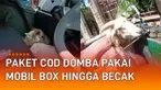 aksi seorang kurir berjuang untuk mengantarkan paket COD domba menarik perhatian netizen.