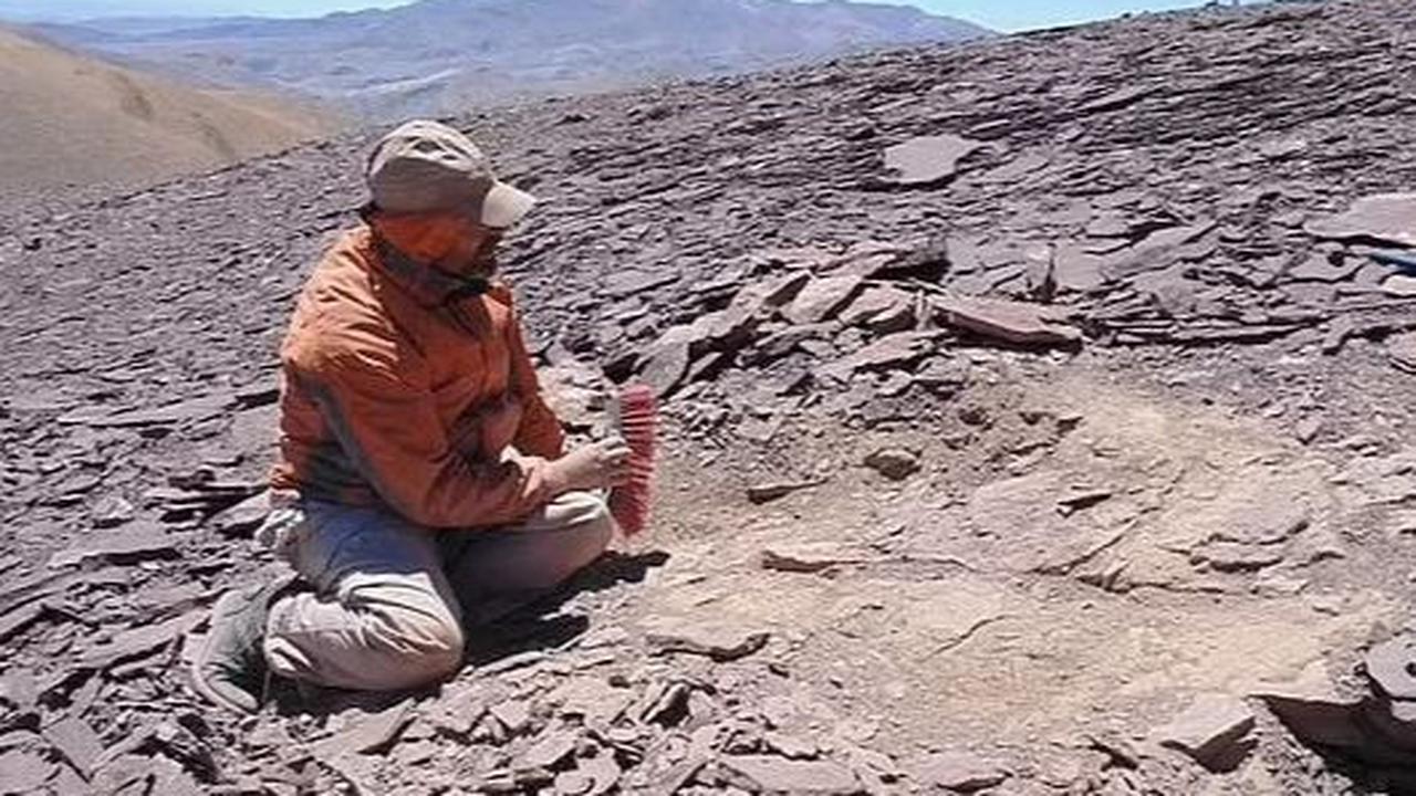 Kuburan ini ditemukan sekitar 64 km dari situs lain di mana fosil Pterosaurus lainnya ditemukan, mendukung teori bahwa reptil raksasa ini pernah tersebar luas di Chili.&nbsp;