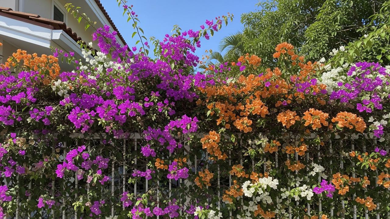 Bougenville (Bougainvillea)