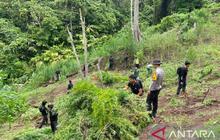 Polres Empat Lawang Temukan 3 Hektare Ladang Ganja, Narkotika Rp1 Miliar Disita