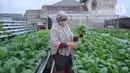 Warga merawat sayuran yang ditanam menggunakan metode hidroponik di atap rumahnya di Ciledug, Kota Tangerang, Banten, Sabtu (24/10/2020). Atap rumah dimanfaatkan untuk budi daya sayuran hidroponik guna menambah pendapatan dan tetap produktif di masa pandemi COVID-19. (Liputan6.com/Angga Yuniar)