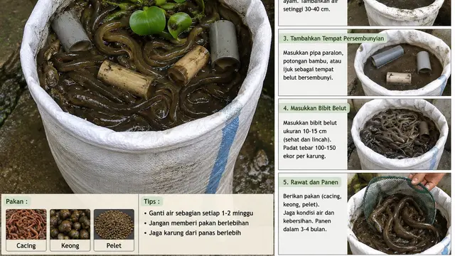 Ternak Belut dalam Karung untuk Pemula, ChatGPT