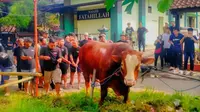Sapi Kurban Jumbo Bertuliskan TIW Dikirim ke Masjid di Sleman Yogyakarta