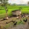 Modal Ternak Ayam Kampung Petelur Skala Rumahan, Ini Simulasi Pendapatan untuk 50 Ekor
