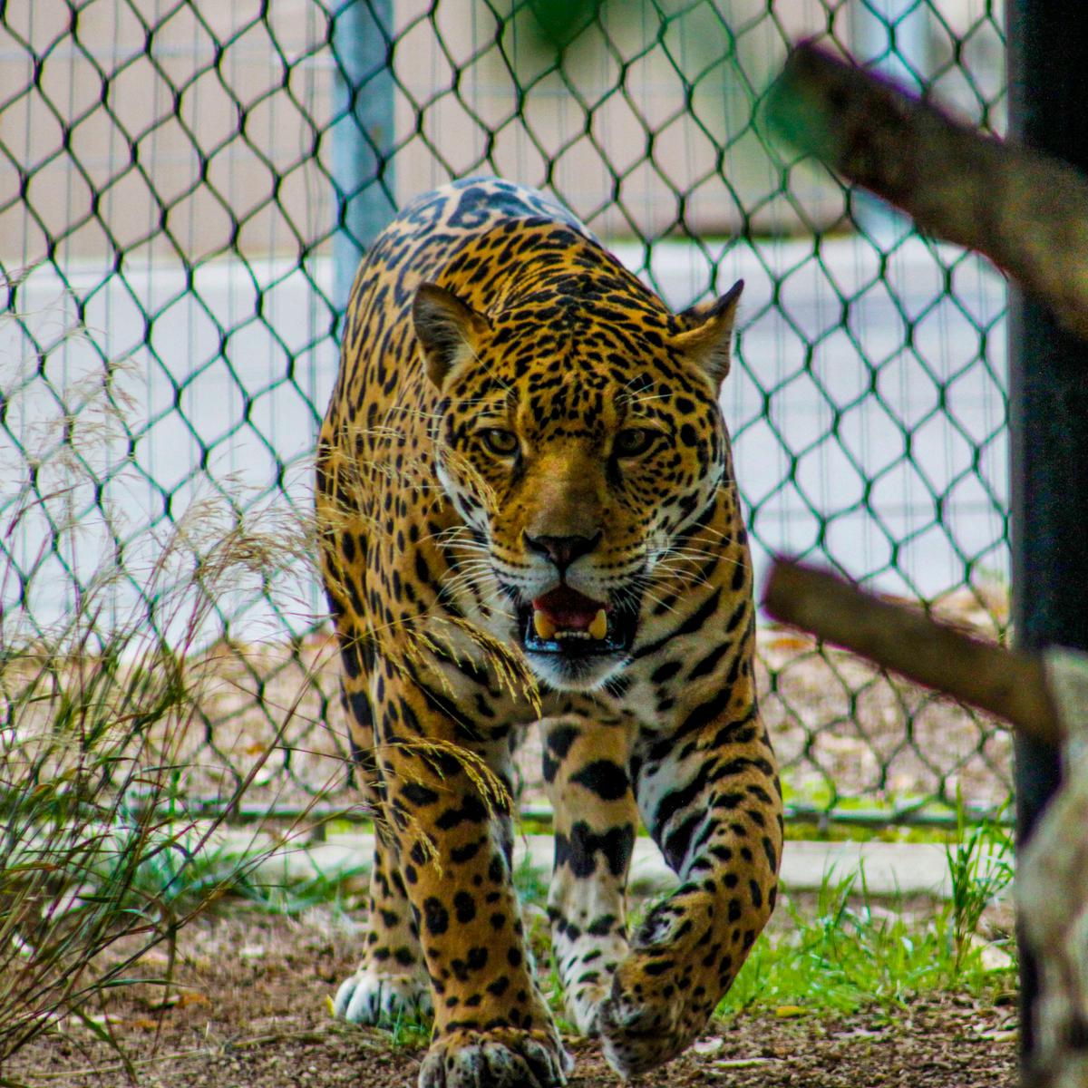 Hewan Huruf J, Jaguar