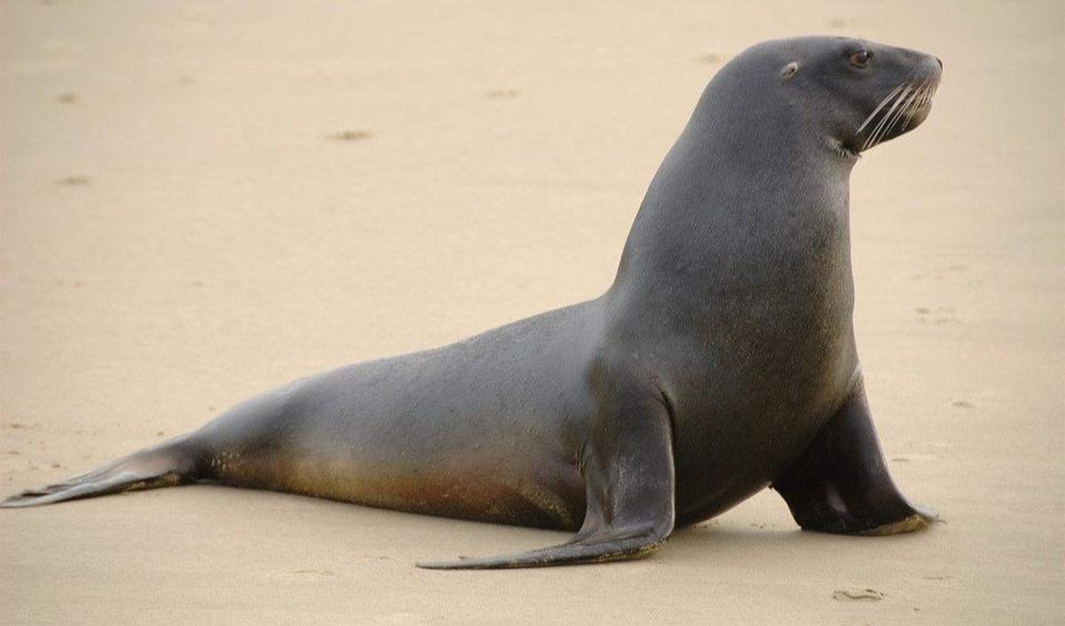 6. Singa Laut Galápagos