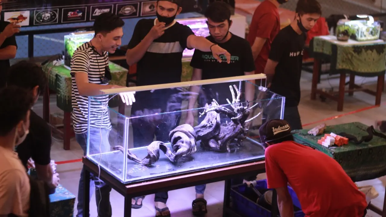 Aquascape Pemula Gorontalo (APG) saat menggelar pameran di Kota Gorontalo (Arfandi Ibrahim/Liputan6.com)