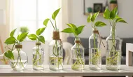 7 Cara Menanam Pothos di Botol Kaca Bekas untuk Dekorasi Rumah
