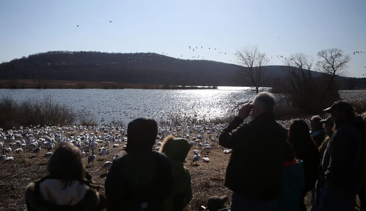 Orang-orang mengamati angsa salju di Kawasan Pengelolaan Satwa Liar Middle Creek, Lancaster County, Pennsylvania, Amerika Serikat, Sabtu (22/2/2020). Ribuan pengamat burung memenuhi Kawasan Pengelolaan Satwa Liar Middle Creek untuk menyaksikan migrasi angsa salju. (Xinhua/Qin Lang)