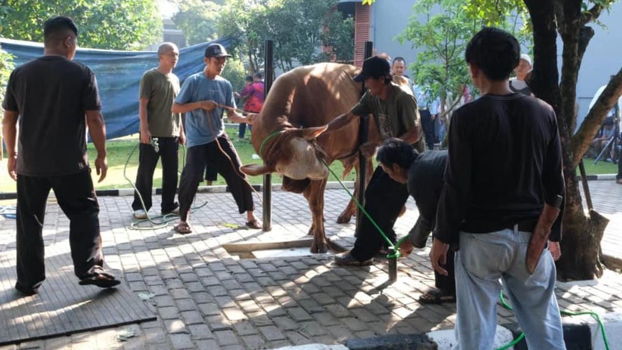 FOTO Koopsudnas Salurkan Semangat Berkurban Lewat 27 Hewan Kurban