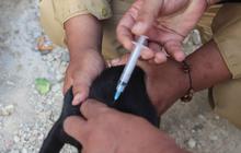 Banten Pertahankan Status Bebas Rabies Selama 14 Tahun dengan Pengawasan Ketat
