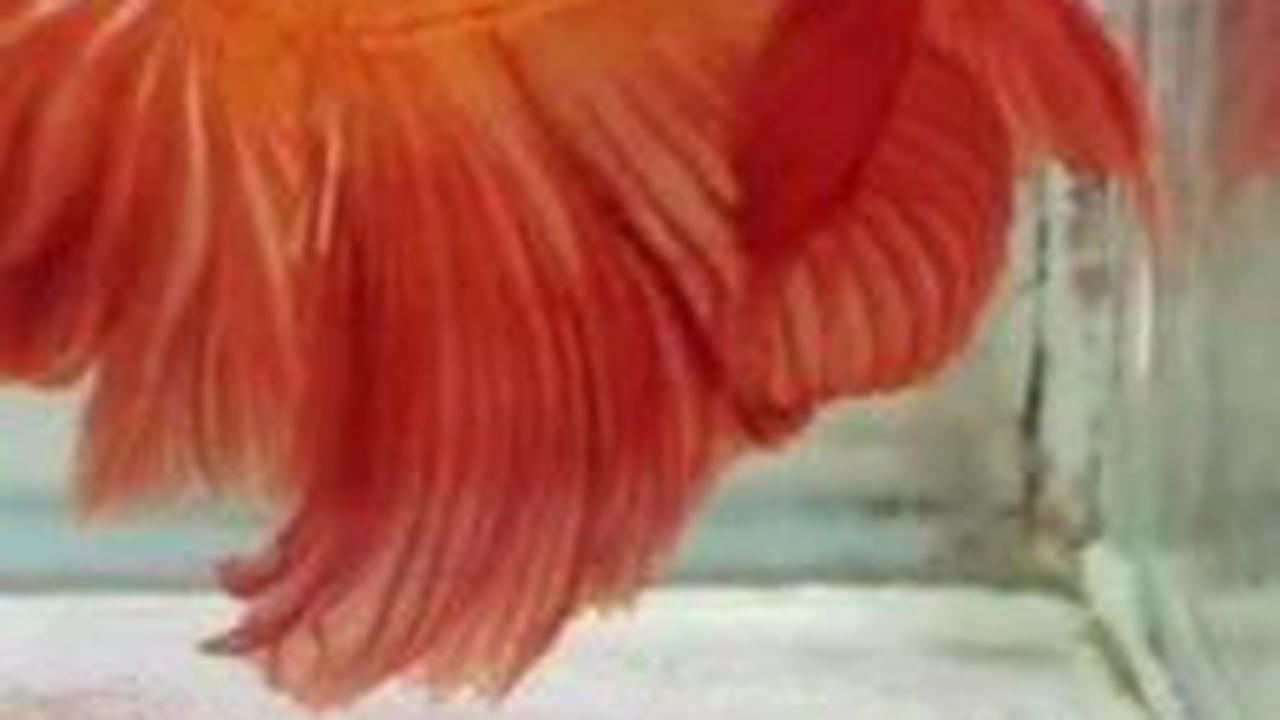 5. Ikan Cupang Slayer<br>