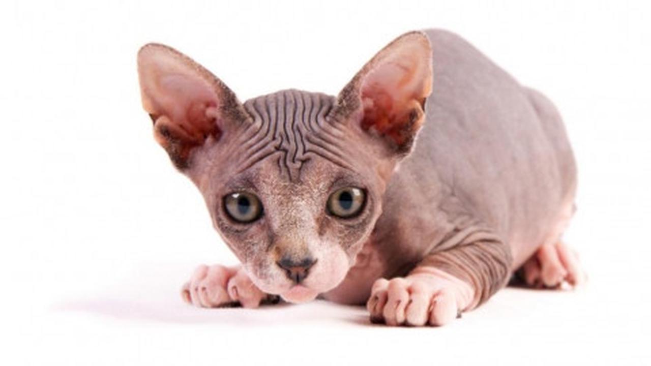 Sphynx