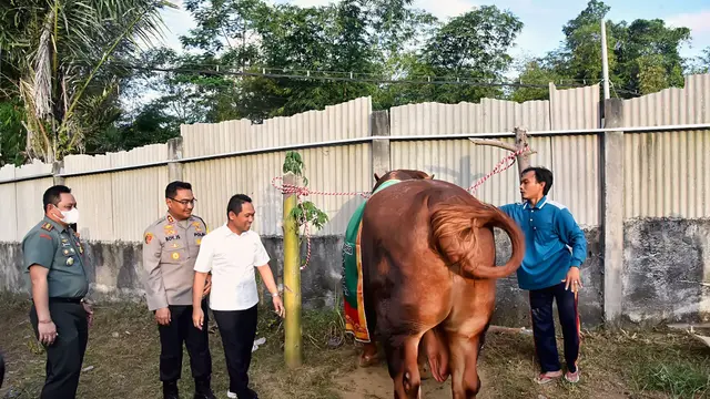 Sapi jenis limosin yang diserahkan Jokowi untuk kurban di Masjid Al Akbar Surabaya. (Istimewa)