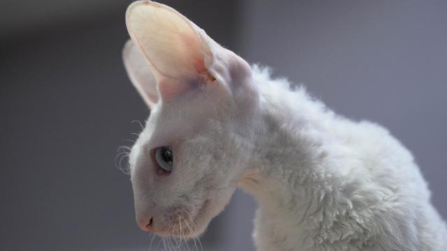 Kontes Kucing Internasional di Rusia