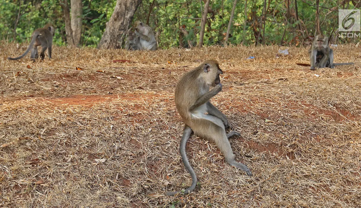 Kawanan monyet terlihat saat berkeliaran di kawasan Pantai Indah Kapuk (PIK), Jakarta, Selasa (17/9/2019). Kawanan monyet yang berasal dari Suaka Margasatwa Muara Angke tersebut keluar dari habitatnya ke jalan untuk mencari makanan. (Liputan6.com/Herman Zakharia)