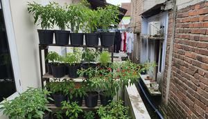 Ide Kebun Cabai Mini di Rumah Tanpa Halaman (Sumber: gemini.com)