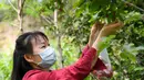 Seorang wisatawan memetik sejumlah ceri dalam festival ceri yang digelar di kawasan wisata Cherry Vale di Distrik Erqi, Zhengzhou, Provinsi Henan, China tengah, (6/5/2020). (Xinhua/Hao Yuan)