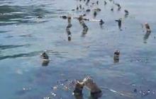 Tumpahan Oli Cemari Tiga Desa di Kupang, Ancam Budidaya Rumput Laut