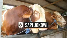 Seorang penjual hewan kurban mengaku menjual sapi jenis simental seberat 1,2 ton pada Presiden Jokowi. Hewan tersebut akan disalurkan pada masjid di Provinsi Banten.