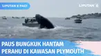Sekelompok pecinta binatang yang tengah menyaksikan Paus Bungkuk di kawasan Plymouth, Massachusetts, Amerika Serikat, dikejutkan oleh seekor paus bungkuk yang timbul dari laut dan menghempaskan badannya ke sebuah perahu.