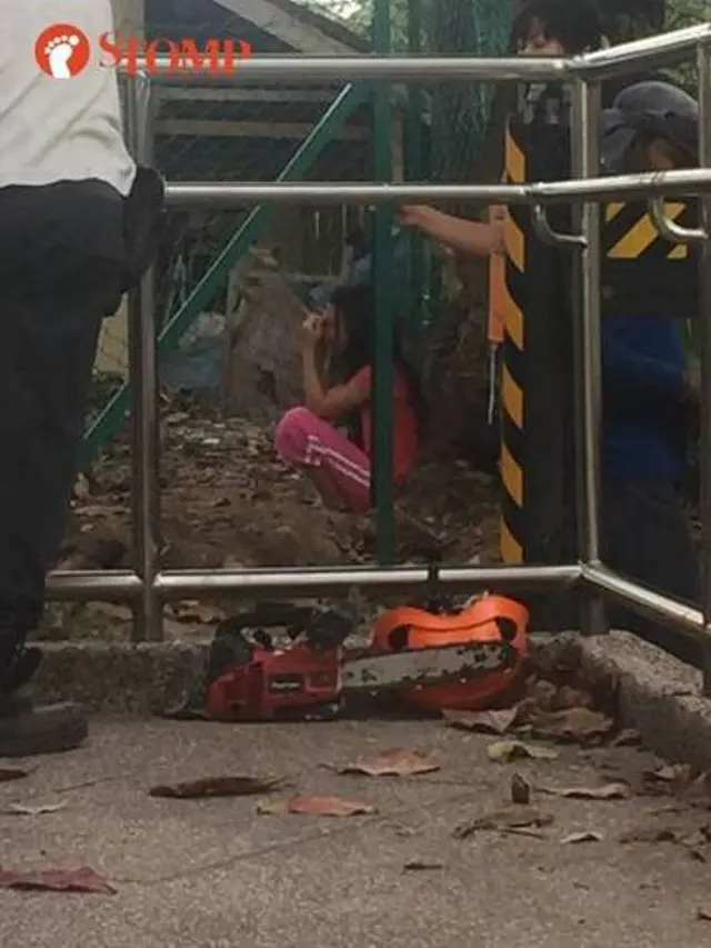 [Bintang]  Ingin Melindungi Pohon yang Sedang Ditebang, Bocah Ini Nangis Sambil Memeluk Pohonnya