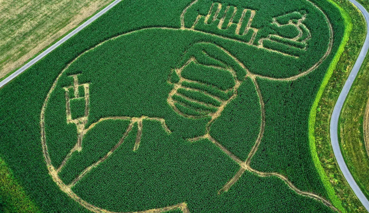 Foto udara pada 11 Juli 2021 menunjukkan labirin di ladang jagung membentuk gambar seseorang yang divaksinasi virus corona Covid-19, di Selm, Jerman. Labirin yang dibuat oleh Benedikt Luenemann itu akan dibuka untuk pengunjung mulai 16 Juli hingga Halloween pada akhir Oktober. (INA FASSBENDER/AFP)